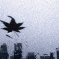 MARK KOZELEK: Noites de Atropleo - Nights of Passed Over